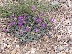 Oxytropis oreophila