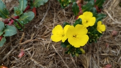 Camissoniopsis cheiranthifolia cheiranthifolia
