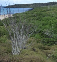 Bursera graveolens