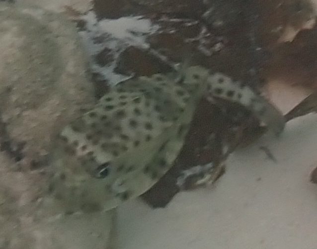 Shortnose boxfish (Rhynchostracion nasus) — Ostraciidae