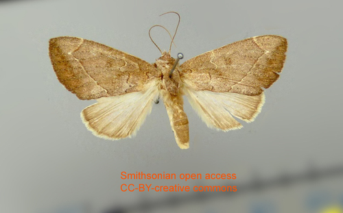 Hemiceras angulinea