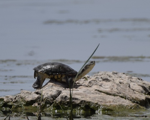 Helmeted Turtle