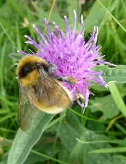 Bombus distinguendus