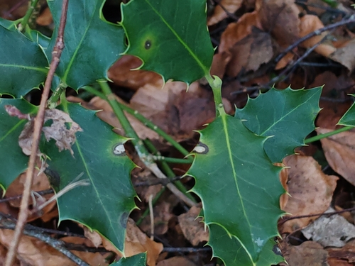 Cylindrocladium (Cylindrocladium ilicicola)