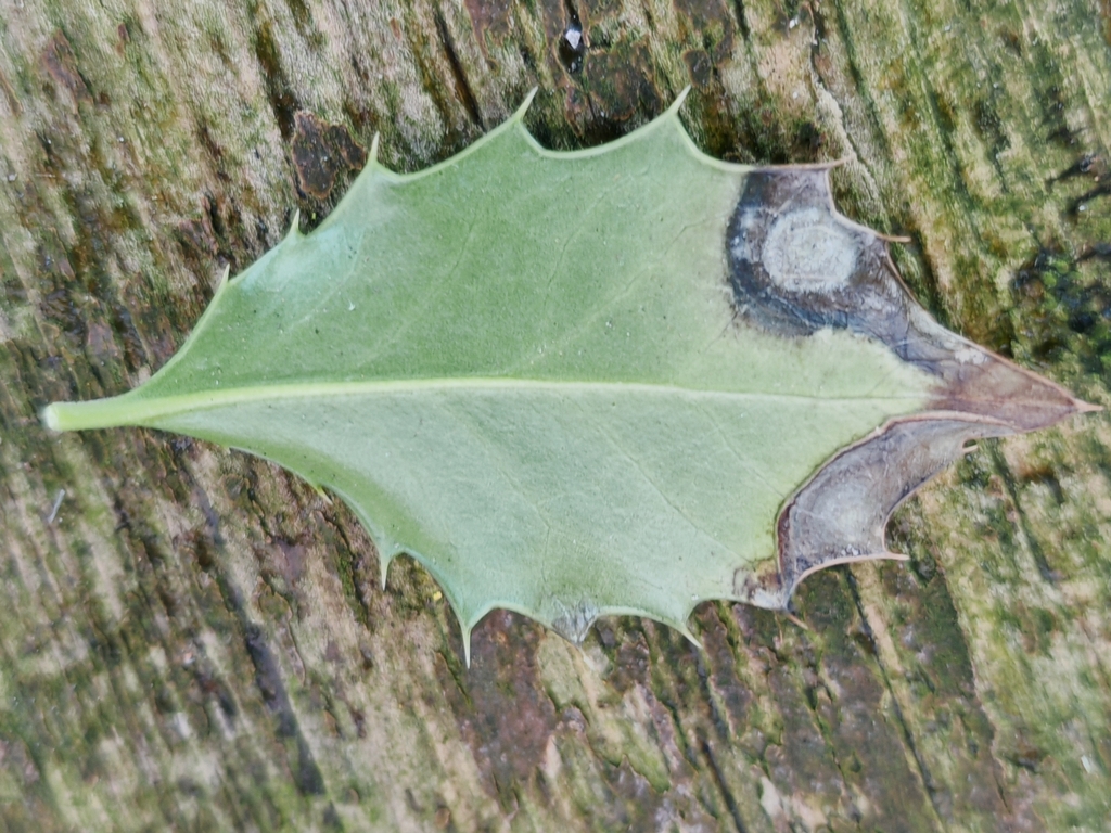 Calonectria
