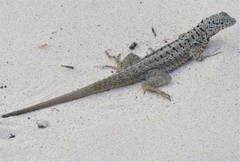 Microlophus barringtonensis