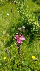 Sidalcea oregana spicata