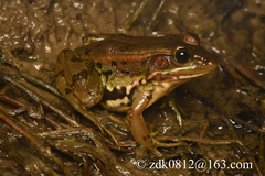 Beijing Gold-Striped Pond Frog photo 2