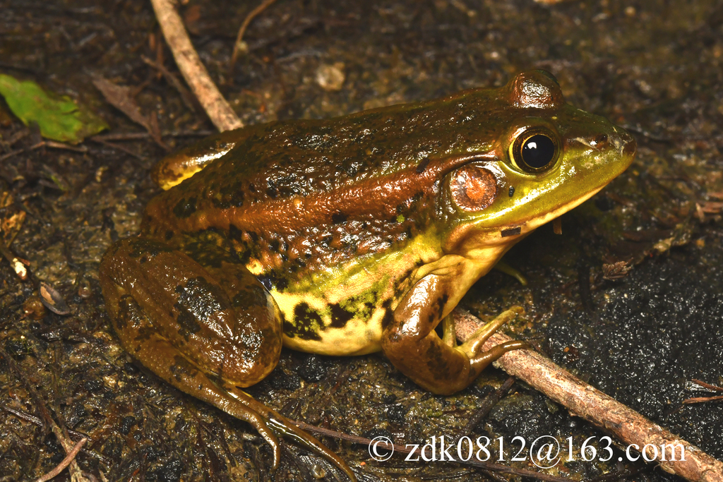 Beijing Gold-Striped Pond Frog
