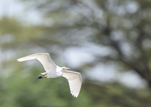 Western Cattle-Egret