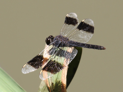 Southern Banded Groundling