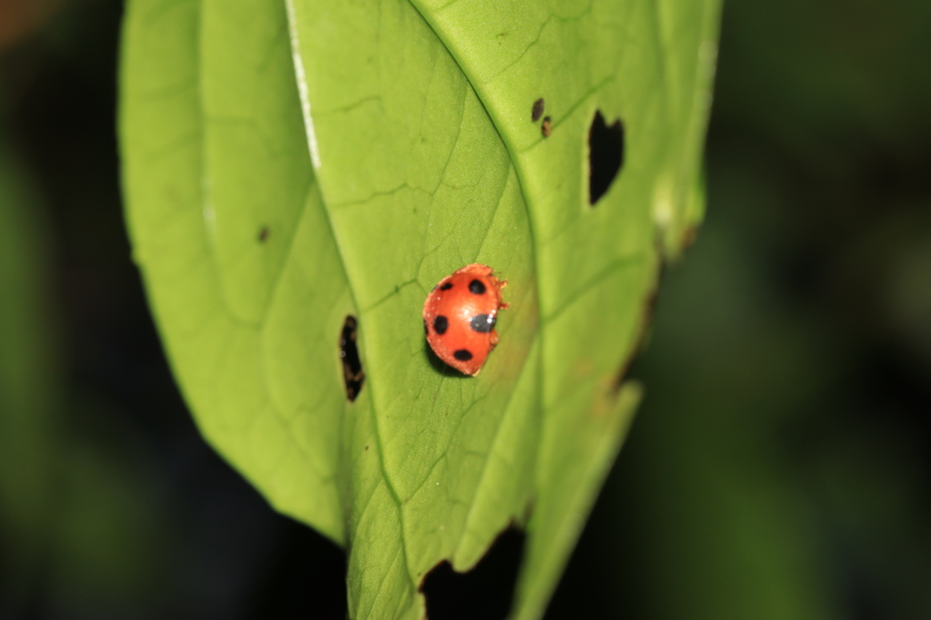Uniparodentata