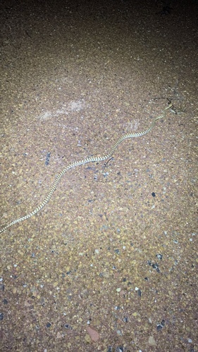 Brown Tree Snake sighting