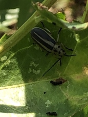 Trirhabda bacharidis