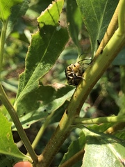 Trirhabda bacharidis