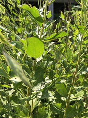 Trirhabda bacharidis