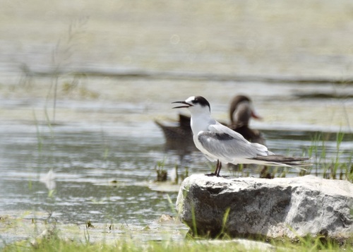 Common Tern