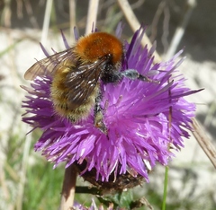 Bombus muscorum