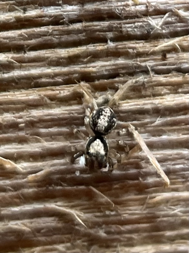 Anasaitis venatoria