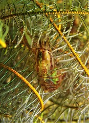 Synalpheus stimpsonii