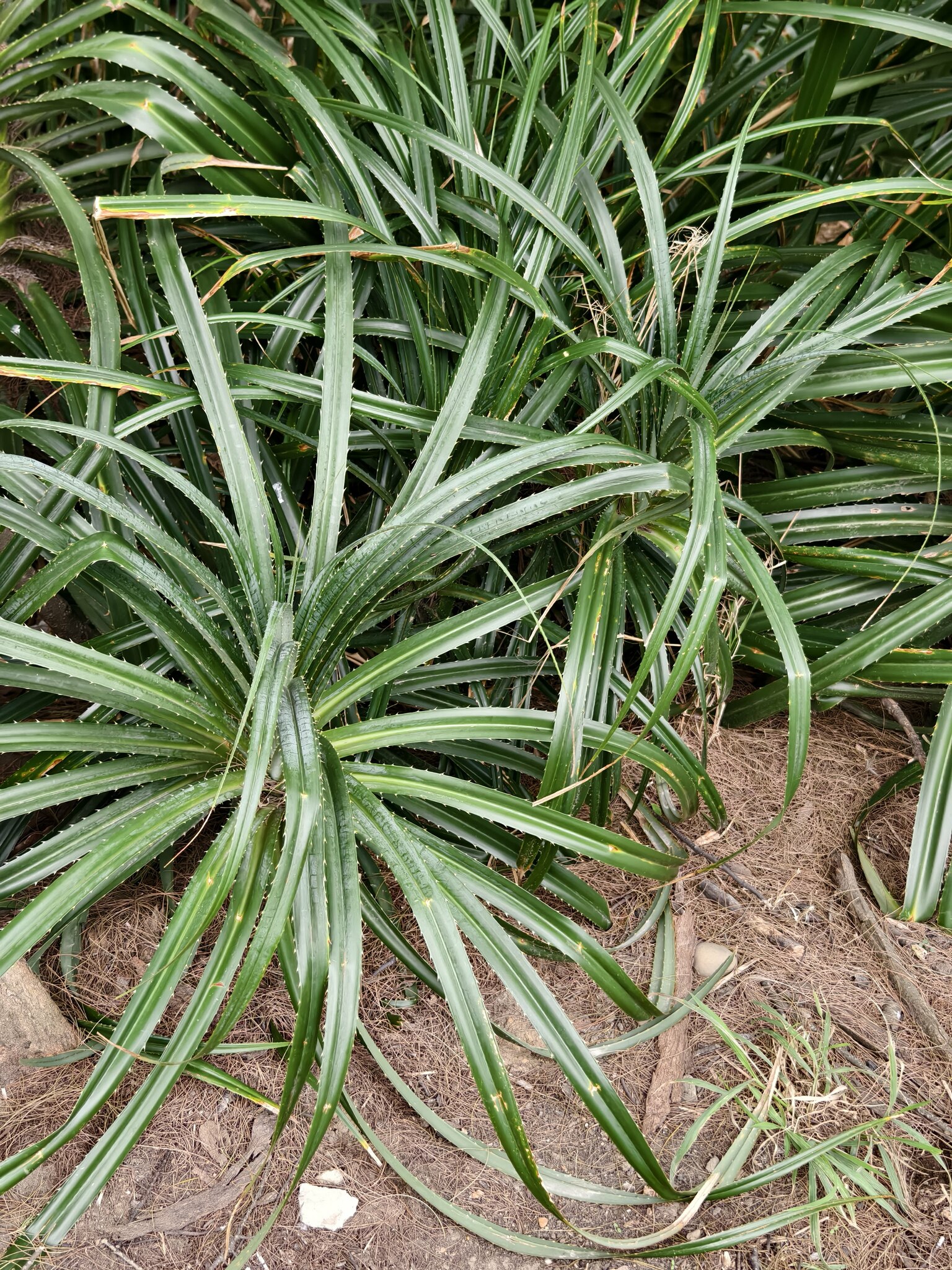 Imagem de Pandanus