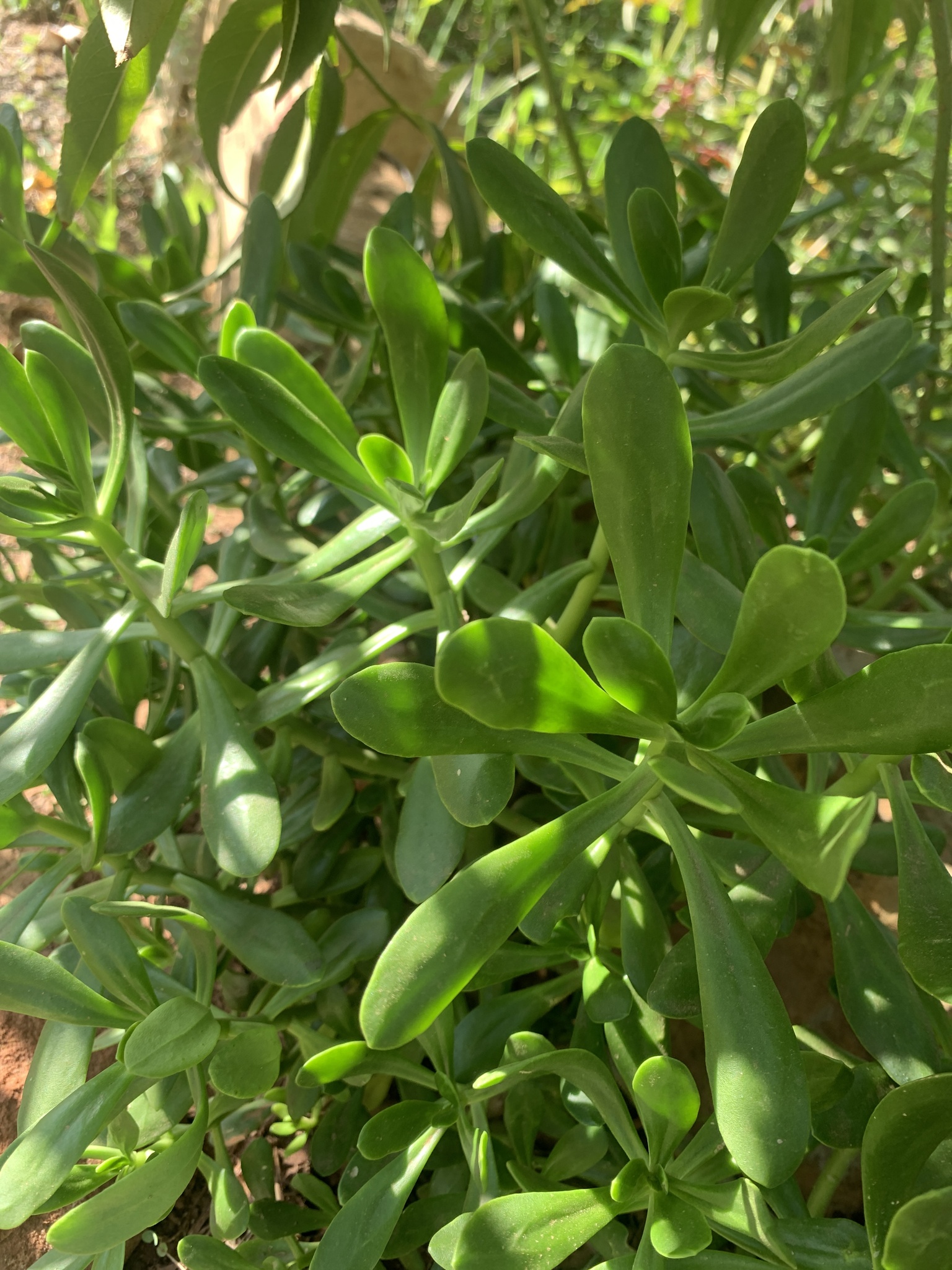 Imagem de Planta jade