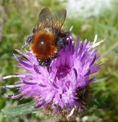 Bombus muscorum
