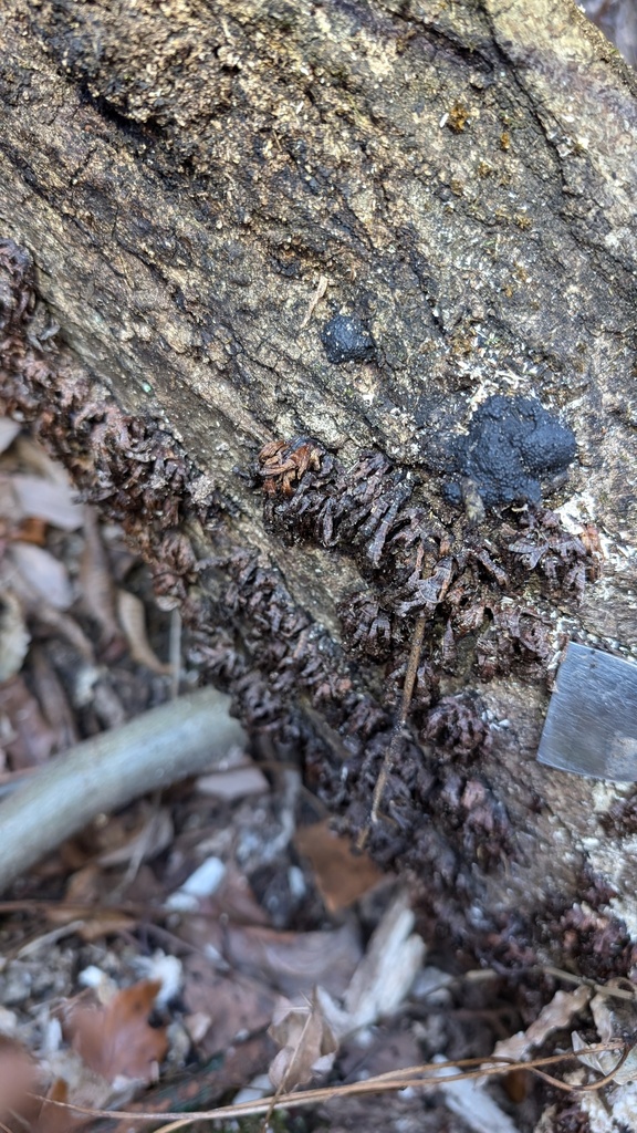 Xylobolus spectabilis · January 2025 · photo: © atsushi_nakajima_cirque (iNaturalist, cc-by)