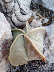 Astrophytum myriostigma
