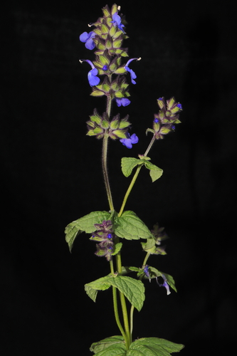 Garua Sage (Salvia rhombifolia)