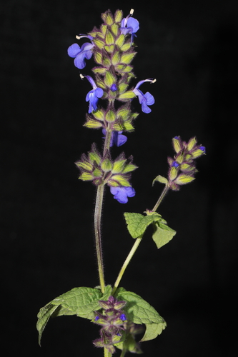 Image of Salvia rhombifolia by (c) Paúl Gonzáles, some rights reserved (CC BY)