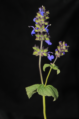 Image of Salvia rhombifolia by (c) Paúl Gonzáles, some rights reserved (CC BY)