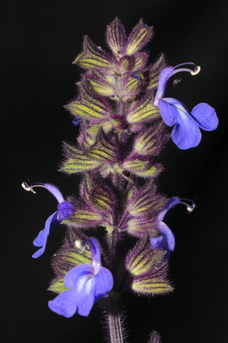 Image of Salvia rhombifolia by (c) Paúl Gonzáles, some rights reserved (CC BY)