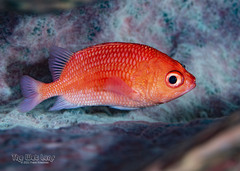 Cardinal Soldierfish photo 3