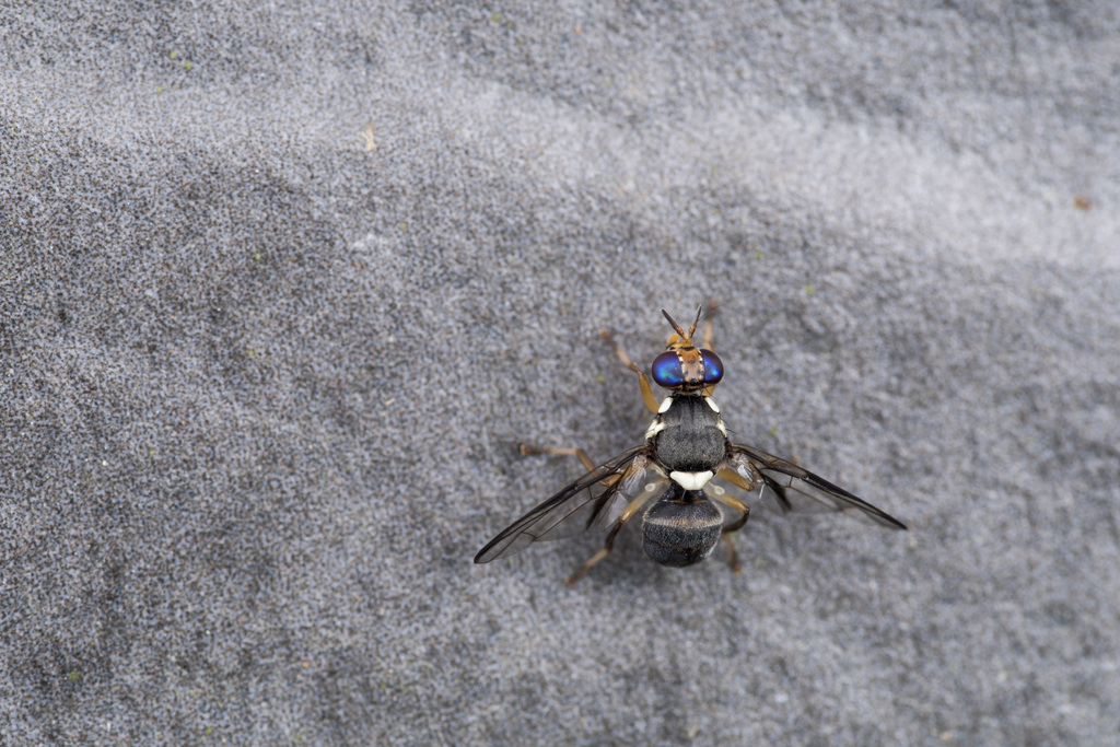 Bactrocera obscurata