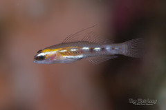 Glass Goby photo 2