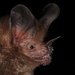 Fringe-lipped Bat - Photo (c) Luis F. Aguirre, some rights reserved (CC BY-NC), uploaded by Luis F. Aguirre