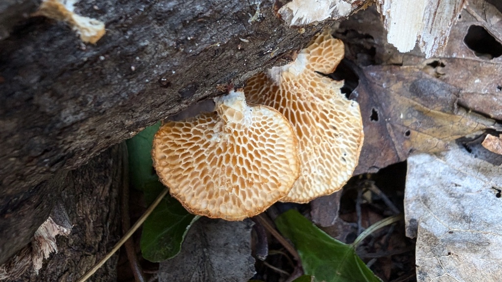 Neofavolus alveolaris · January 2025 · photo: © atsushi_nakajima_cirque (iNaturalist, cc-by)