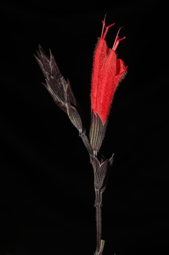 Fog Sage (Salvia tubiflora)