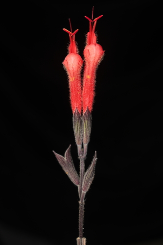 Image of Salvia tubiflora by (c) Paúl Gonzáles, some rights reserved (CC BY)
