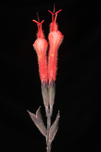 Image of Salvia tubiflora by (c) Paúl Gonzáles, some rights reserved (CC BY)
