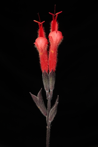 Image of Salvia tubiflora by (c) Paúl Gonzáles, some rights reserved (CC BY)
