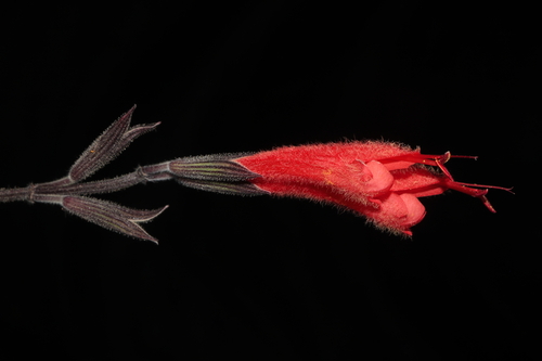 Image of Salvia tubiflora by (c) Paúl Gonzáles, some rights reserved (CC BY)