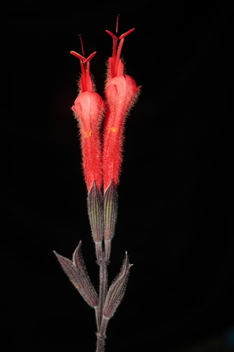Image of Salvia tubiflora by (c) Paúl Gonzáles, some rights reserved (CC BY)