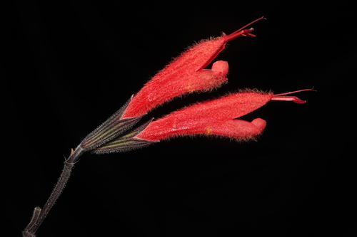 Image of Salvia tubiflora by (c) Paúl Gonzáles, some rights reserved (CC BY)