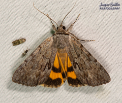 Catocala sordida
