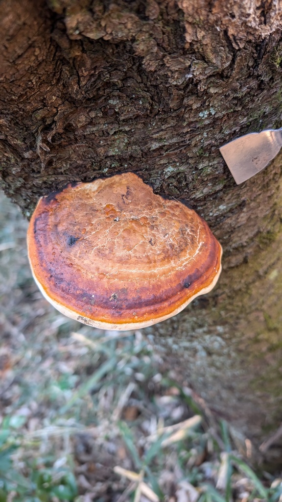Fomitopsis pinicola · January 2025 · photo: © atsushi_nakajima_cirque (iNaturalist, cc-by)