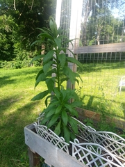 Erechtites hieraciifolius