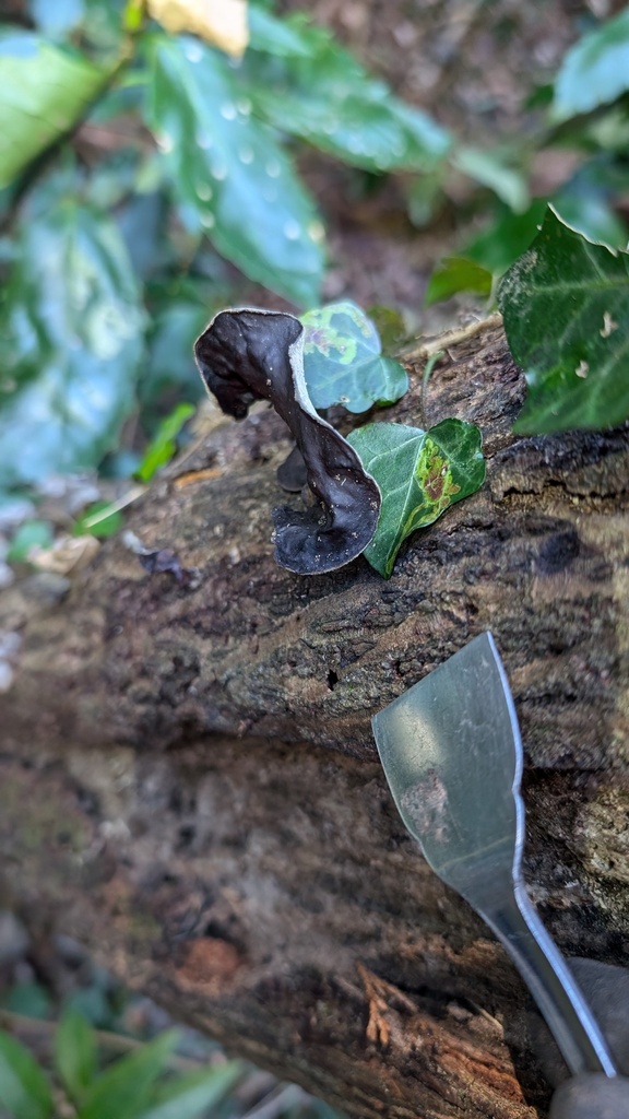 Auricularia polytricha · January 2025 · photo: © atsushi_nakajima_cirque (iNaturalist, cc-by)