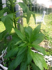 Erechtites hieraciifolius